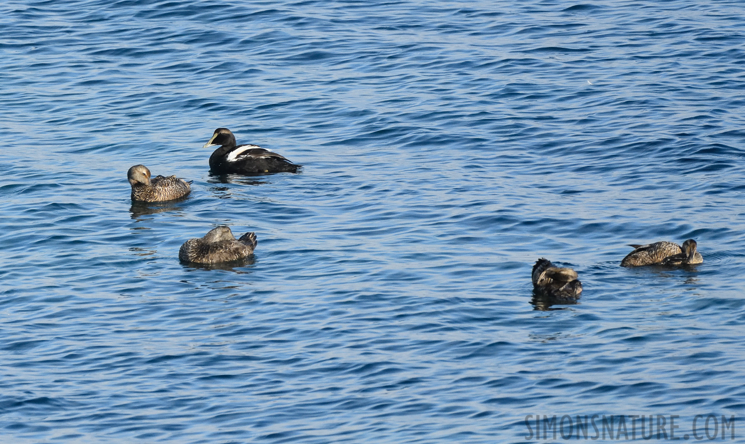 Somateria mollissima dresseri [400 mm, 1/3200 Sek. bei f / 7.1, ISO 1600]